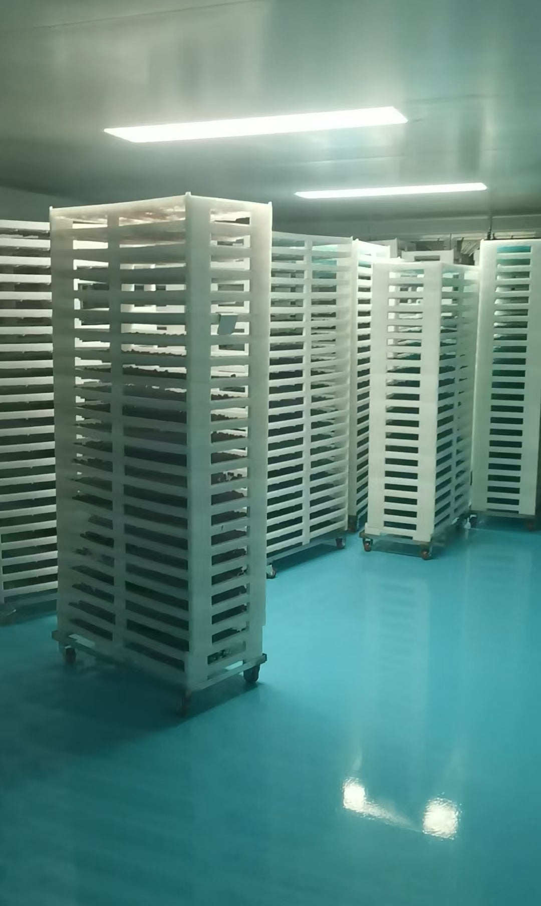 Probiotic Prebiotic Cranberry Dmannose Capsules Milk Thistle Capsules ALL IN ONE Probiotic Capsules With LOW MOQ